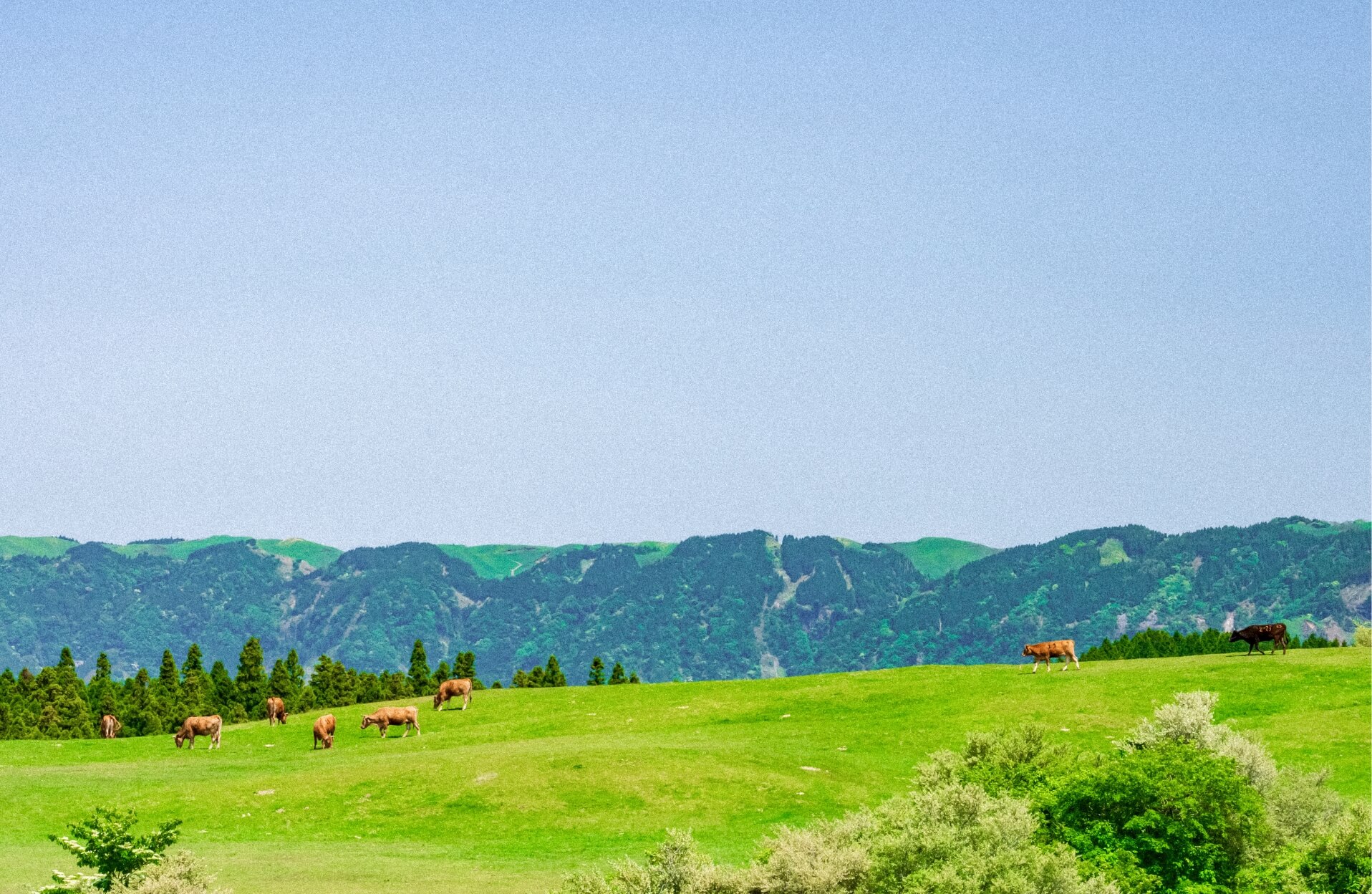 高原と牛イメージ