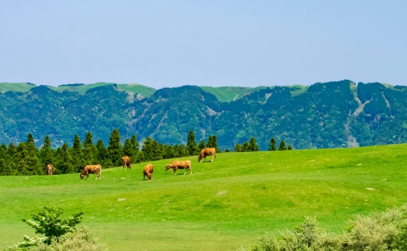 厳選食材イメージ